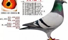 李诞爆料信鸽视频,揭秘娱乐圈幕后真相