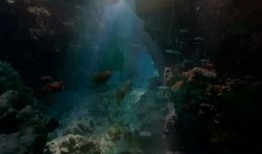 海洋生物爆料视频大全,视频大全带你探秘海底世界