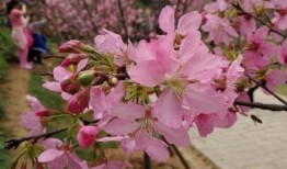 樱花最新版本爆料