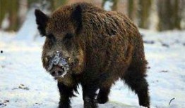 热门爆料野猪视频在线观看,热门爆料视频在线观看