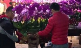 仙桃村花爆料完整视频,揭秘背后惊人真相