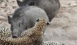 热门爆料野猪视频在线观看,热门爆料视频在线观看