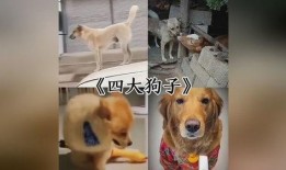 三只狗子爆料视频,揭秘宠物界的真实生活
