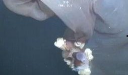 深海幕后爆料视频