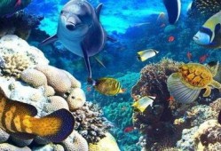 海洋生物爆料视频大全,视频大全带你探秘海底世界
