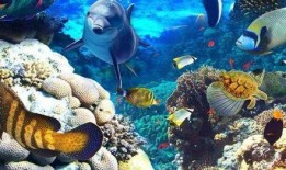 海洋生物爆料视频大全,视频大全带你探秘海底世界