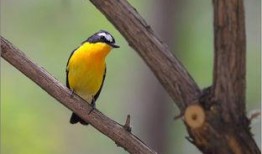 群鸟在线观看,一场视觉盛宴的云端之旅