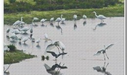 群鸟在线观看,一场视觉盛宴的云端之旅