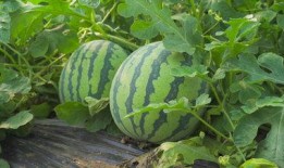 韩城某网红吃瓜视频大全,揭秘娱乐圈幕后故事