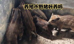 热门爆料野猪视频在线观看,热门爆料视频在线观看