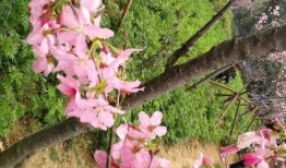 樱花最新版本爆料