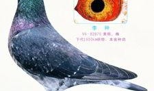 李诞爆料信鸽视频,揭秘娱乐圈幕后真相