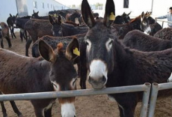 二驴和阿伊最新爆料,揭秘娱乐圈幕后真相