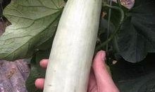 网红的瓜在哪吃,探寻“瓜在哪吃”的独特风味之旅