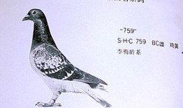 李诞爆料信鸽视频,揭秘娱乐圈幕后真相