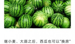吃瓜全集免费,揭秘娱乐圈幕后真相，免费畅读大揭秘