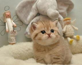 吃瓜娱乐绿茶猫