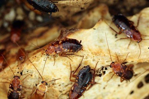 娱乐吃瓜酱蟑螂咬人,蟑螂咬人事件背后的惊人真相